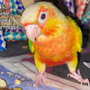 Sweet, Hand Tame Green Cheek Conures Available