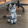 Maine Coon kitten