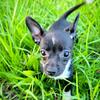 Chihuahua 