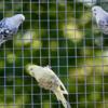 Assorted English Parakeets (Budgies)