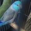 Pacific parrotlet male breeder