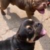 Sibling bullie duo (rehoming fee) beautiful chocolate male and tri color female