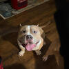 American Bully - Only Pet Home!