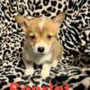 Scarlet female Pembroke Welsh Corgi