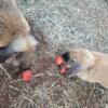 2 Holland Lop girl bunny rabbits for sale