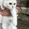 British kittens