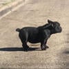 Exotic bully Chingy daughter outright or cheaper on pup back deal