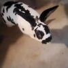 Mini rex rabbit
