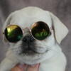 Pugs ACA & AKC Rare Colors & Standard  Vet Checked and Health guaranteed