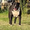 American Bulldog Fem Pup 7wks