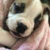 8 week English bulldog mix