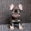 French bulldog puppy male