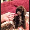 FeMale chocolate toy poodle