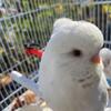 English budgies