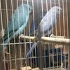 Indian ringnecks