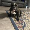Micro Bully Male