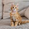 3 Maine Coon kittens. Ready for pickup today (SF Valley)