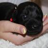 Doberman puppies