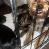 Female yorkie 14 weeks old available now