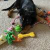 German Shepherd / Rottweiler Mix Puppy – Smart, Trainable, Family-Ready, 3000 obo