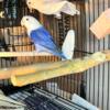 Lovebirds - Breeding Pairs