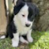 Border Collie Australian Shepherd Puppies!