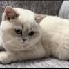 Blue Golden Shaded Point British Shorthair