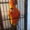 Sun conures Hatching soon