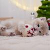 British Shorthair Pink Golden Kitten