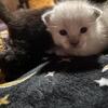 Steal point siamese kittens 