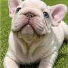 French Bulldog Puppies: Home Raised, Amazing Temperaments