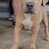 Male american bully pup top bloodlines