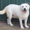 English/Show White (Yellow) Labrador Retrievers