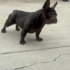 French bulldog Female for sale