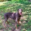 7 month old male Doberman