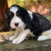 Akc English springer spaniels