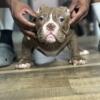 American bully 3 month old males