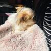 Maltese mixed puppies