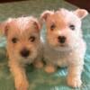 WESTIE PUPS FOR SALE