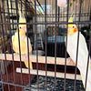 Yellow cockatiel pair