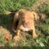 American Bulldog Cane Corso Mix