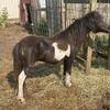 Mini colt 