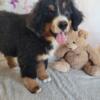 Male Bernese Puppy ready for a home