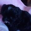 CKC beautiful female Shih tzu $800