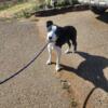 Border collie pup 