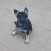 German Shepards