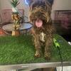 CHOCOLATE MINIATURE SCHNAUZER STUD SERVICE