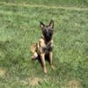 Belgian Malinois pup