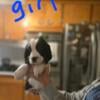 1 akc english springer spaniel puppies left! Ready now!