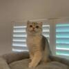 British shorthair blue golden come with health guarantees